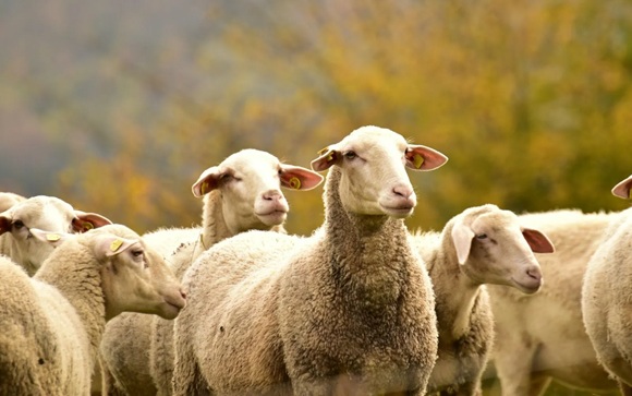 American Sheep Industry Names Michener Executive Director